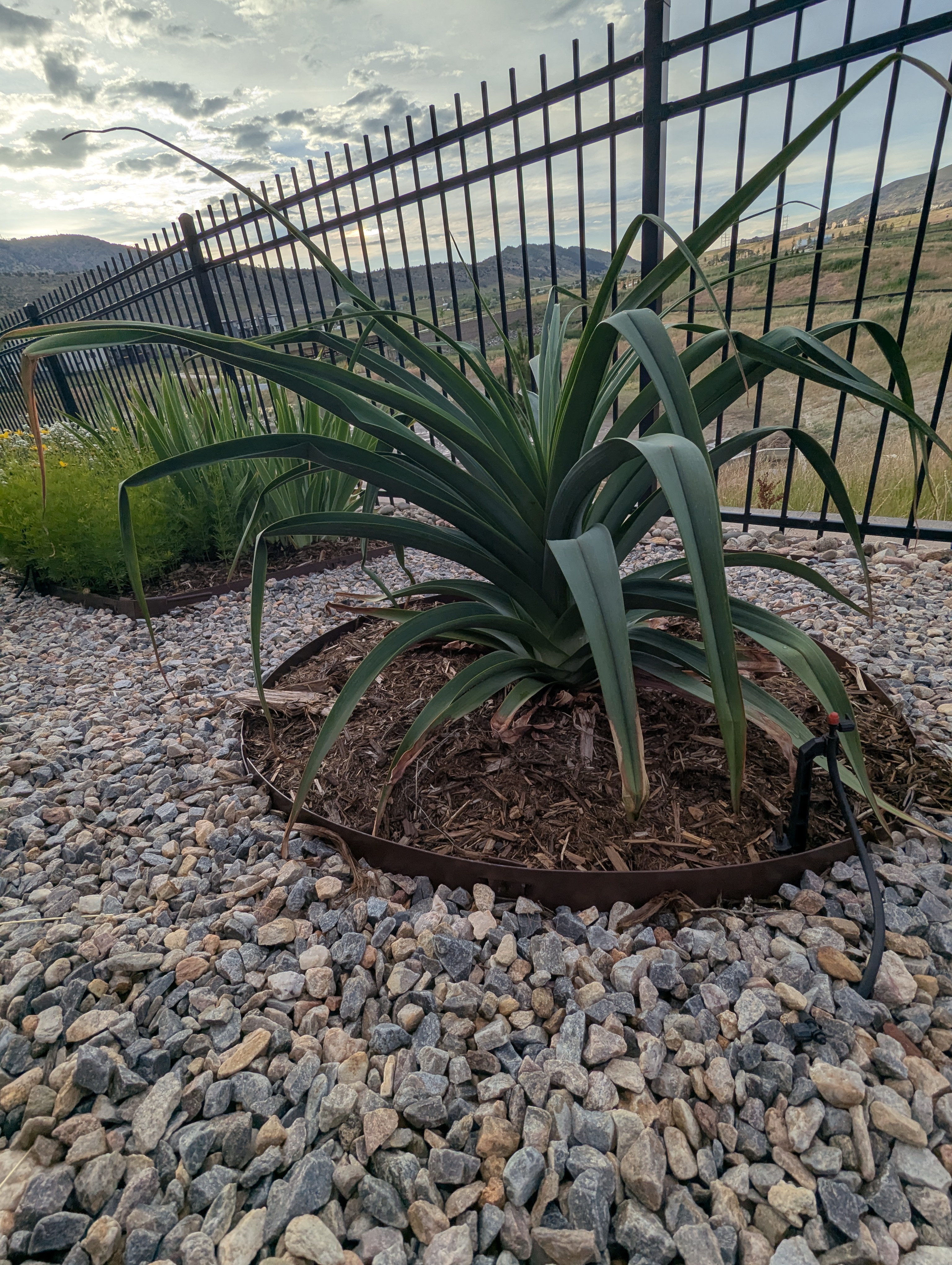 Garden, Morrison, Colorado